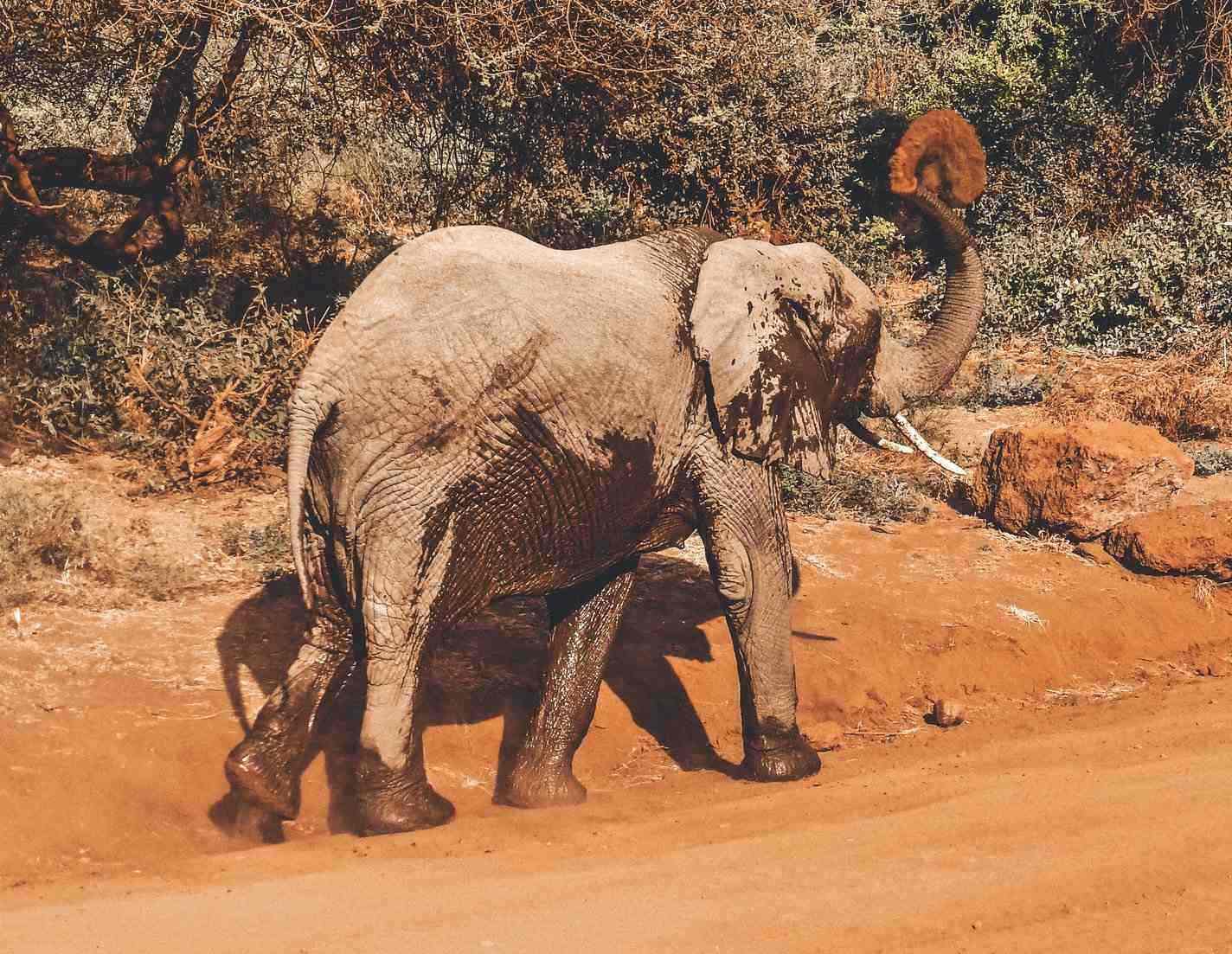 Elephant Tanzania