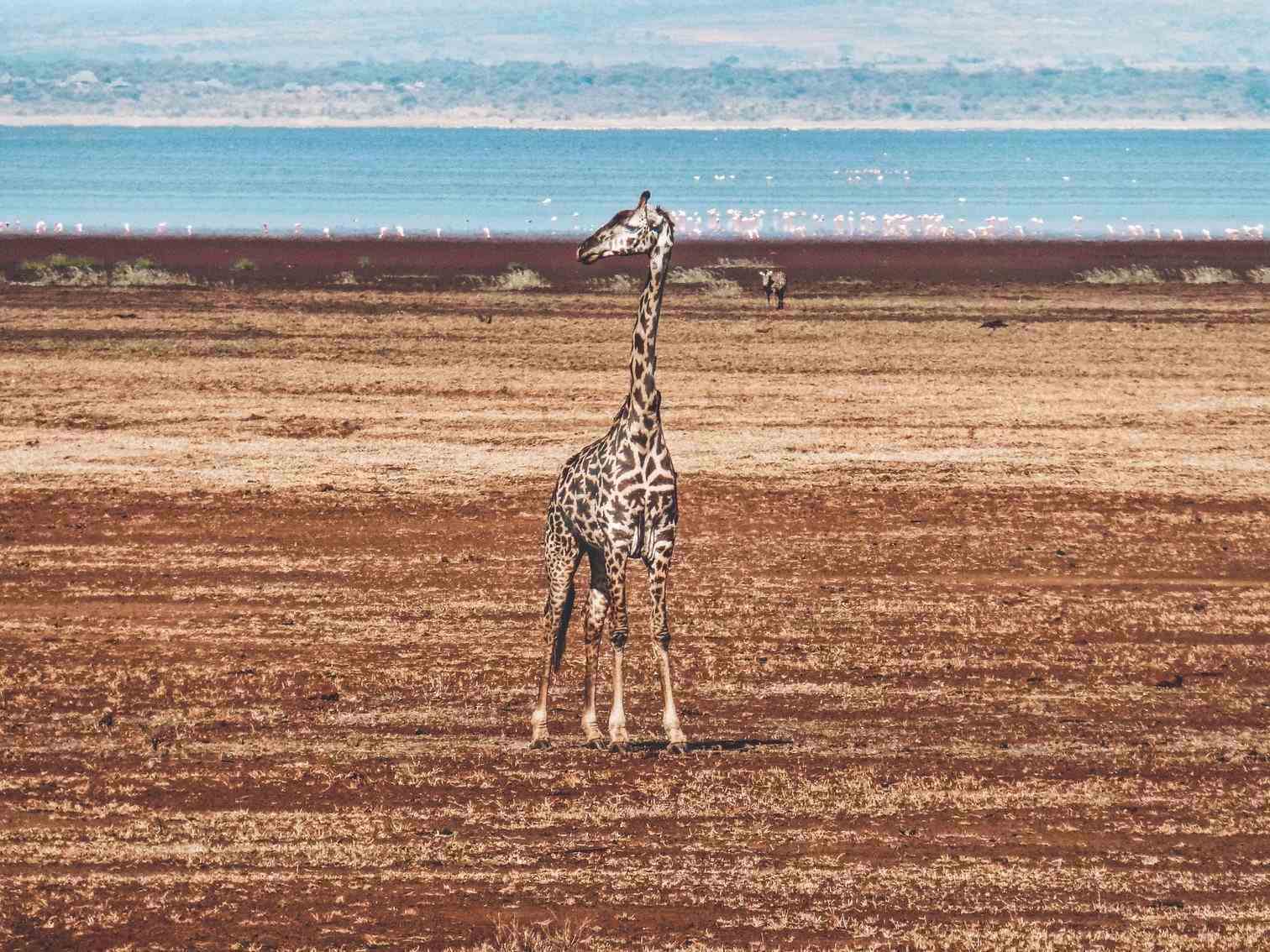Giraffe in Lake Manyara
