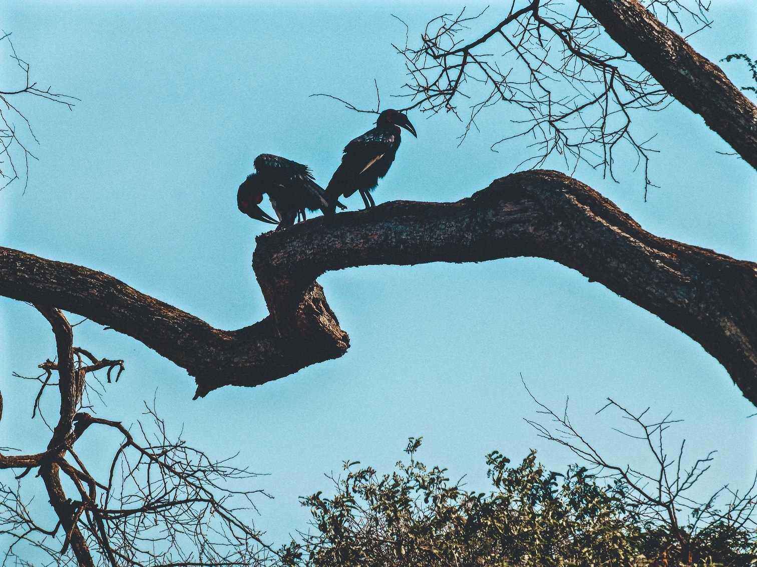 Lake Manyara Birds