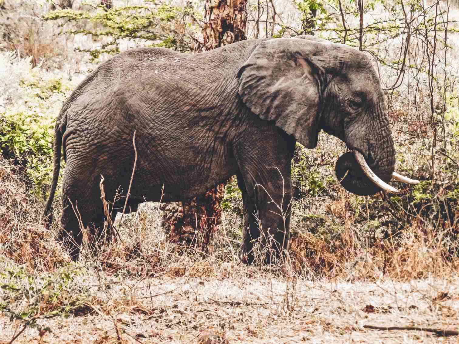 Ngorongoro Elephant
