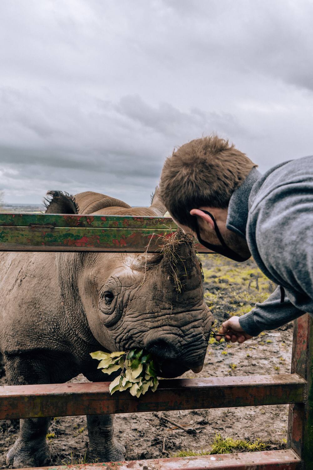 Feeding Rhinos at Port Lympne