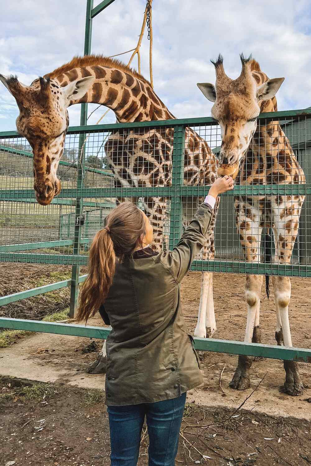 Feeding a Giraffe at Port Lympne