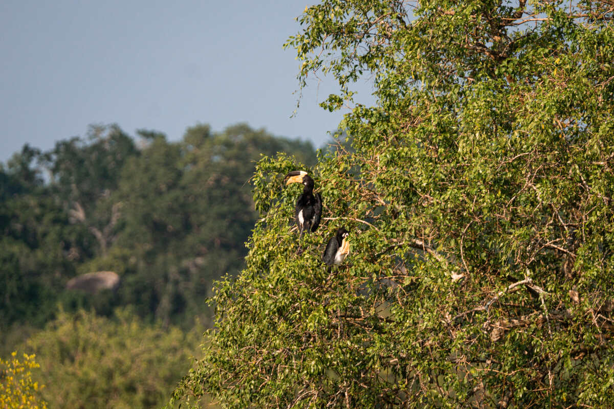 Bird in Tree Yala Park