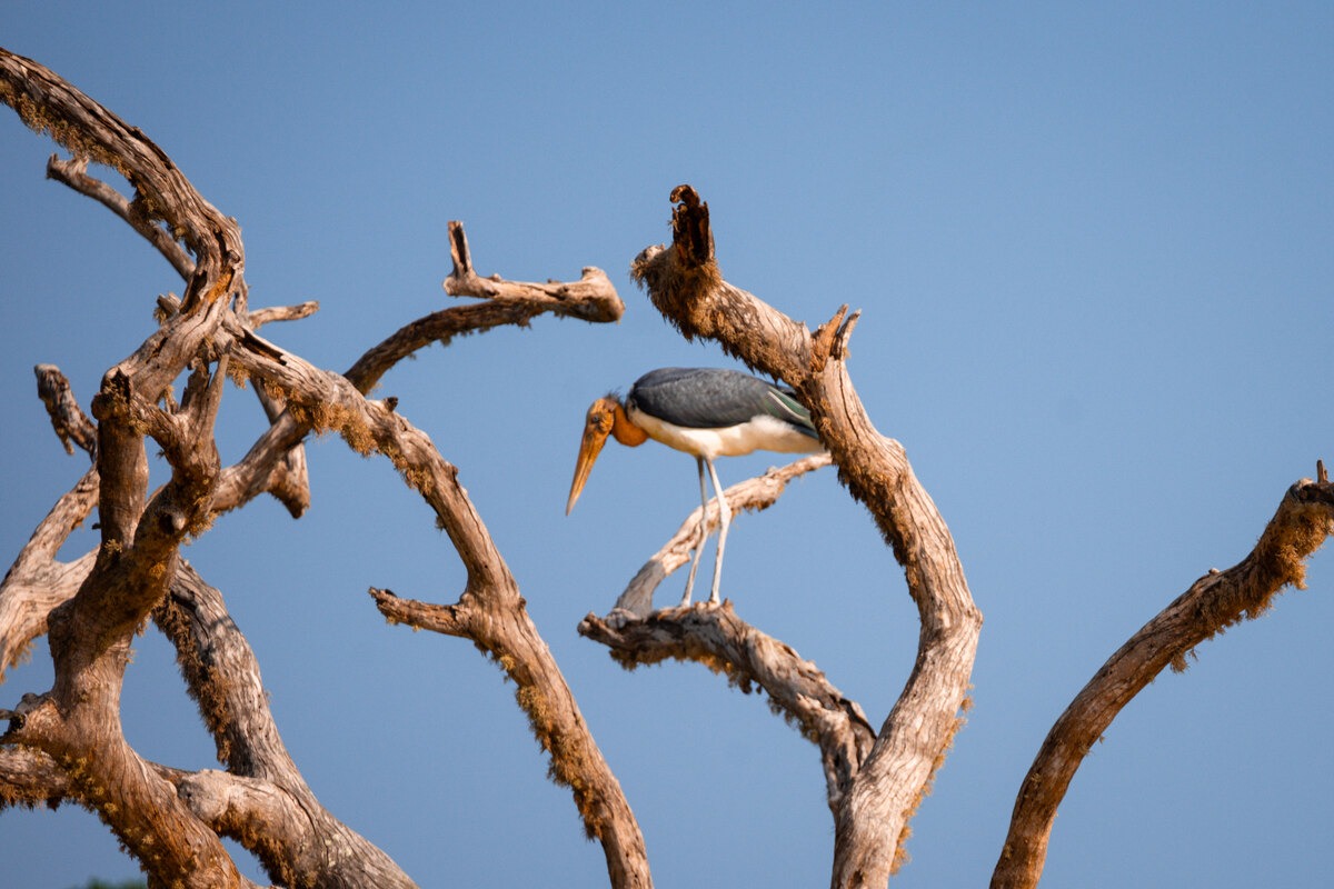 Bird in Tree Yala