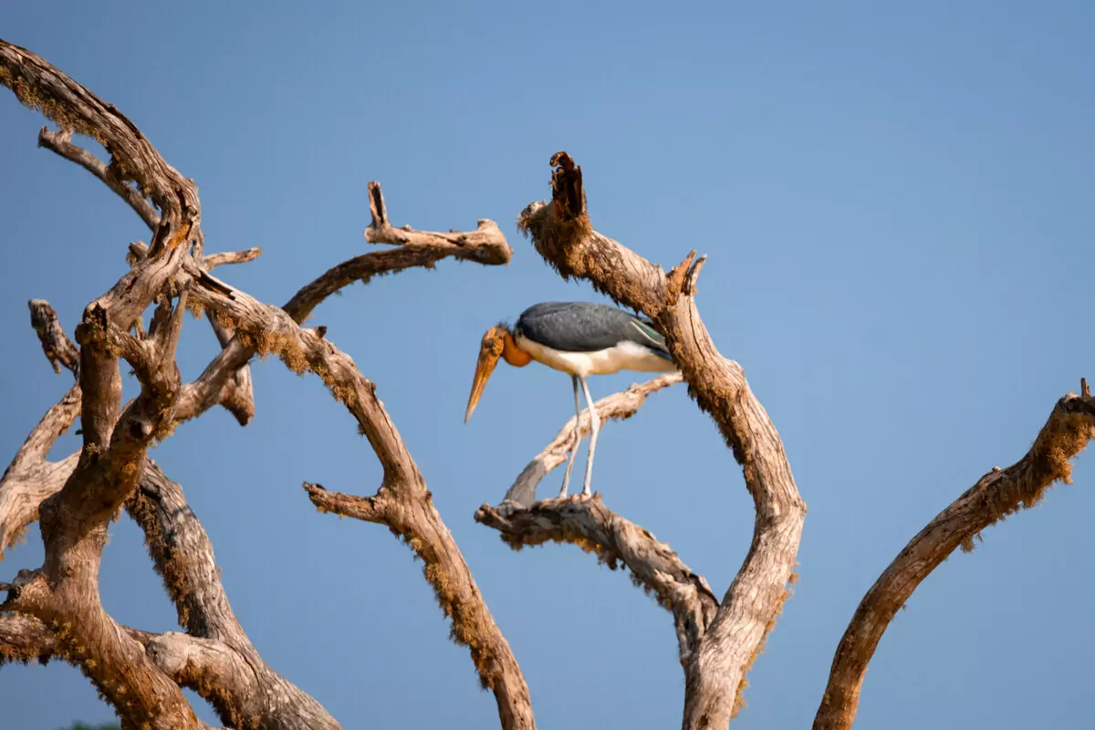 Bird in Tree Yala