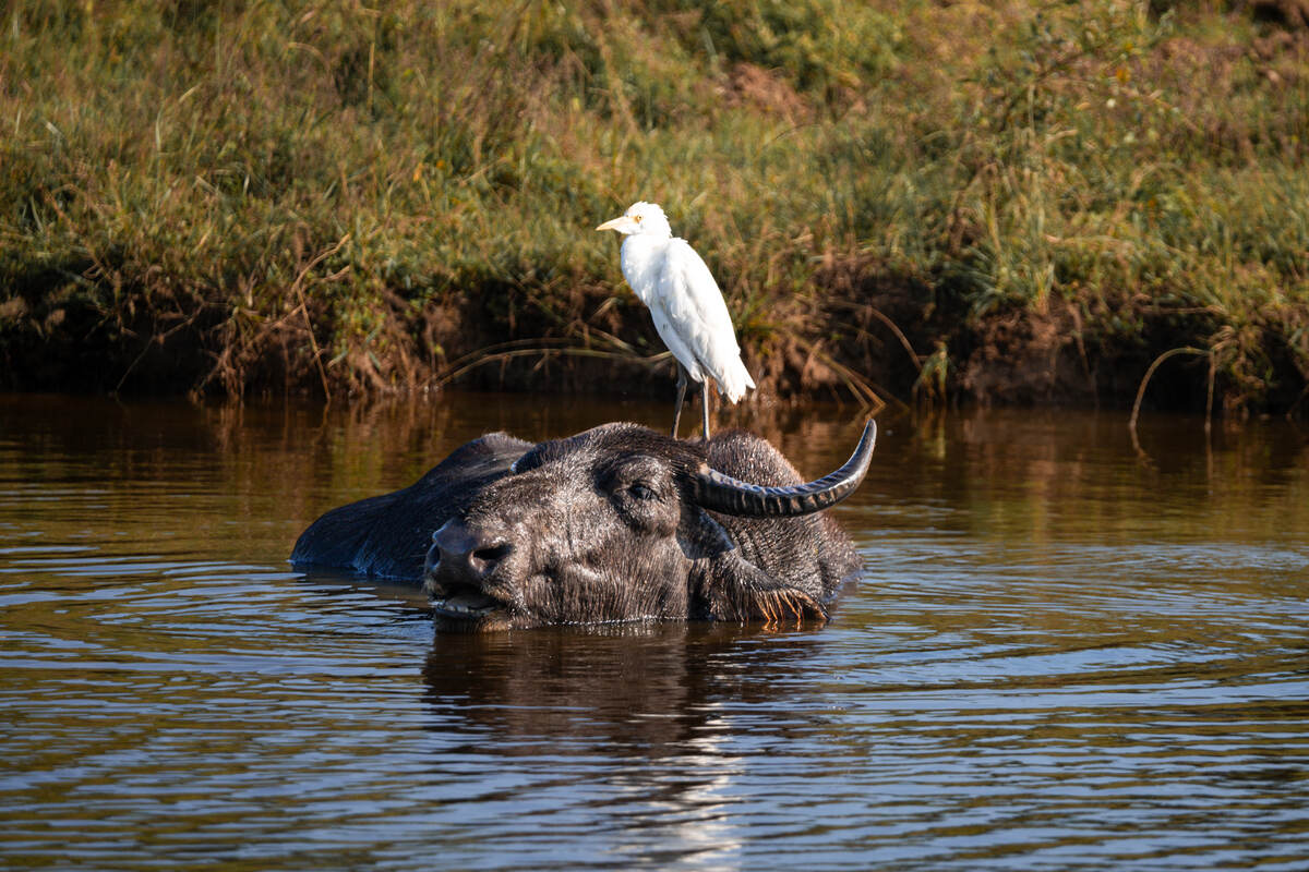 Bird on Water Buffalos Head