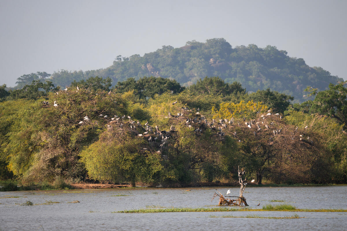 Birds in Yala National Park