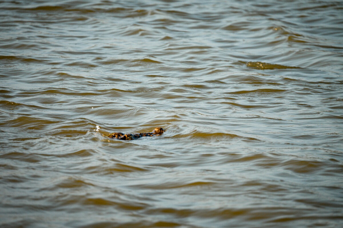 Crocodile Head in Water Yala