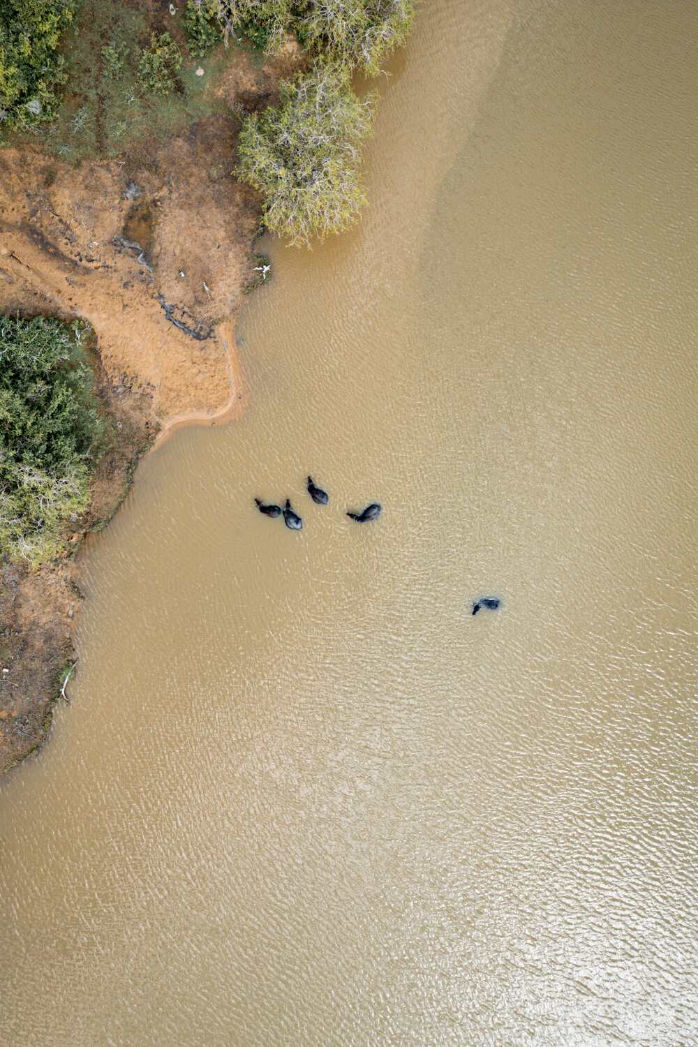 Drone Shot of Water Buffalo