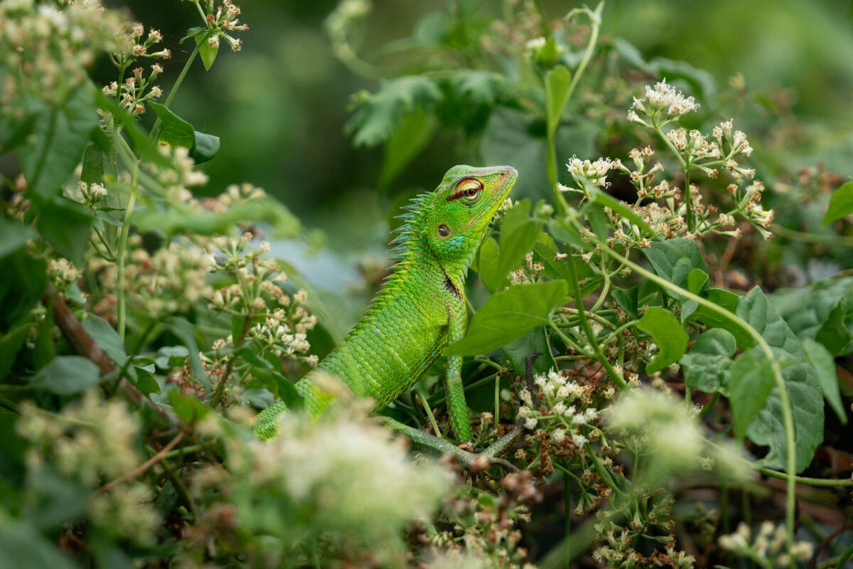 Green Lizard at Malabar Hill