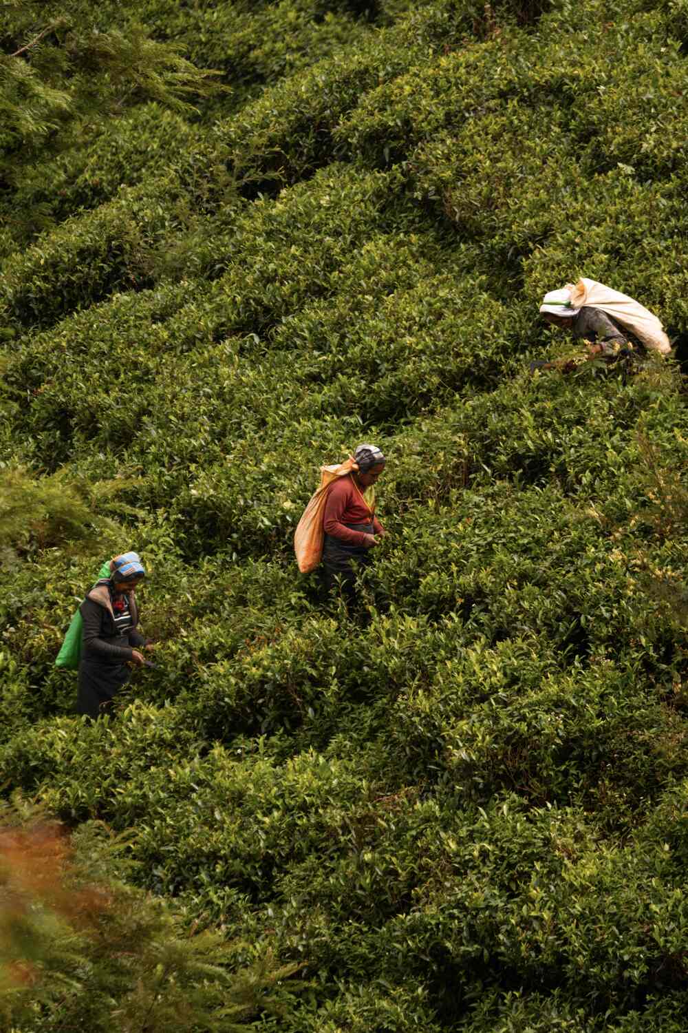 Tea Pickers Nuwara Eliya