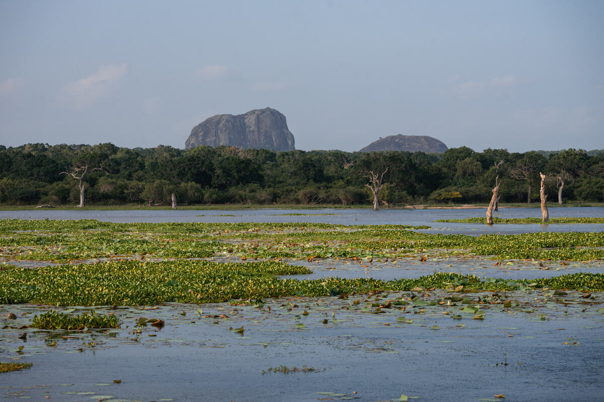 View in Yala National Park