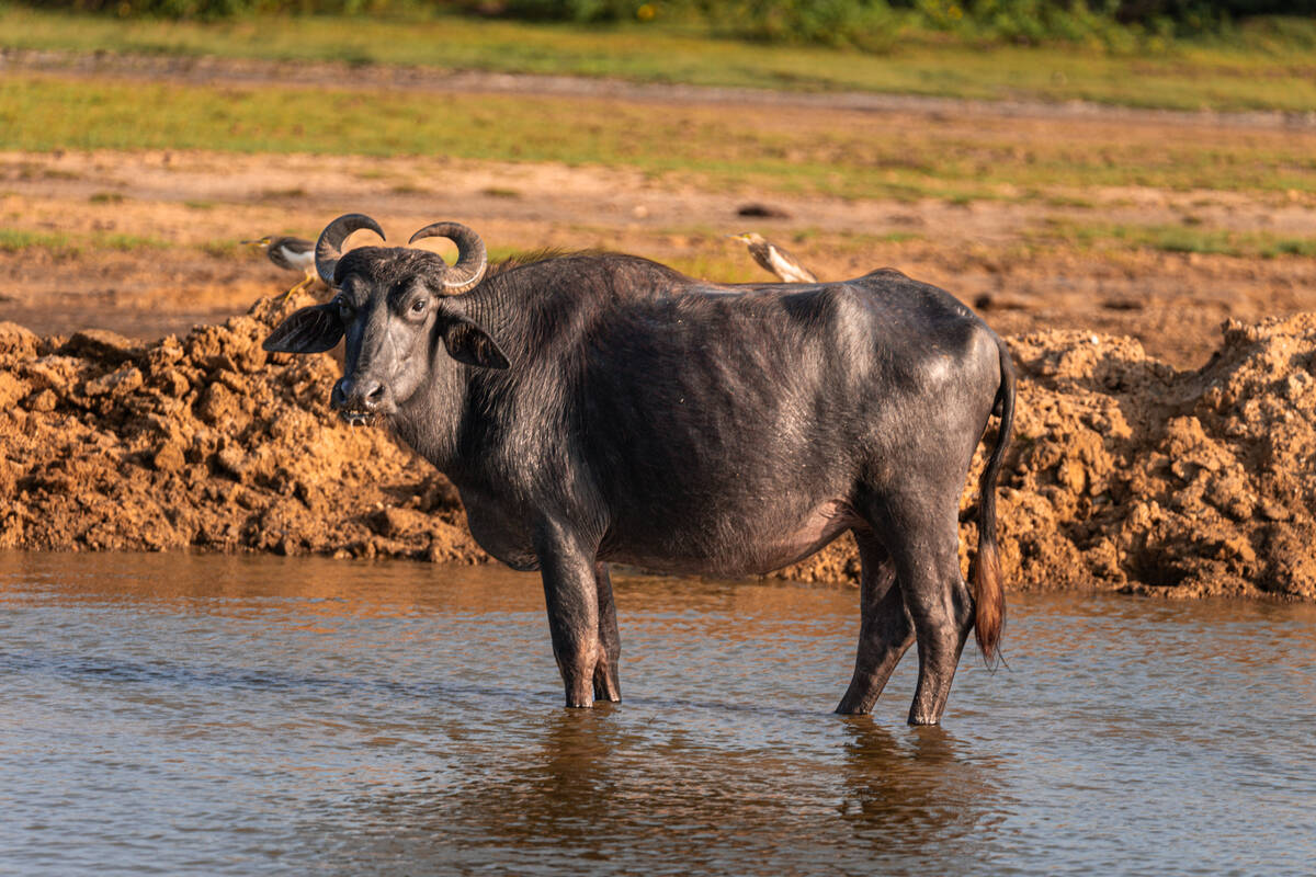 Water Buffalo in Water