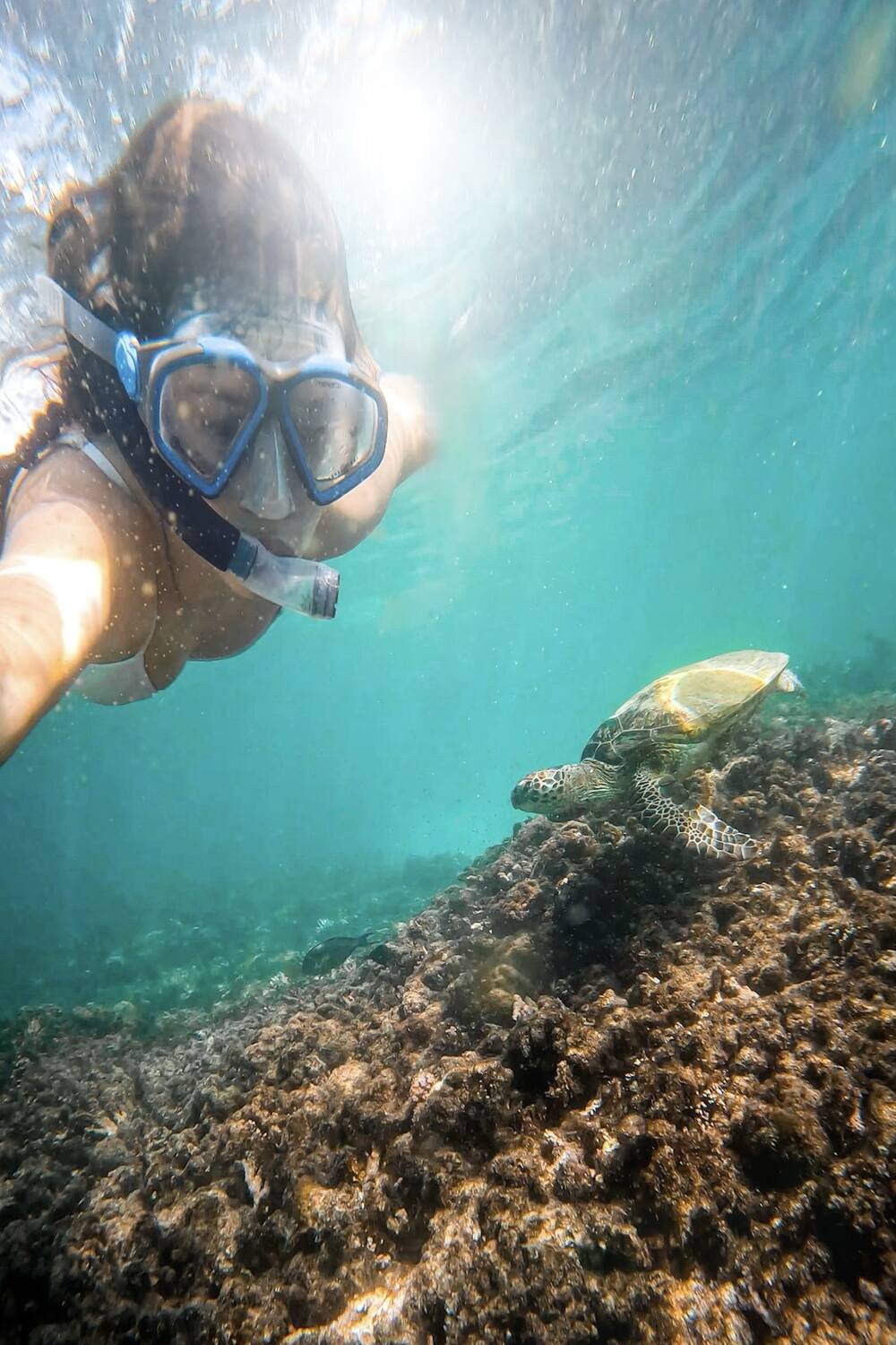 Snorkelling with Sea Turtles